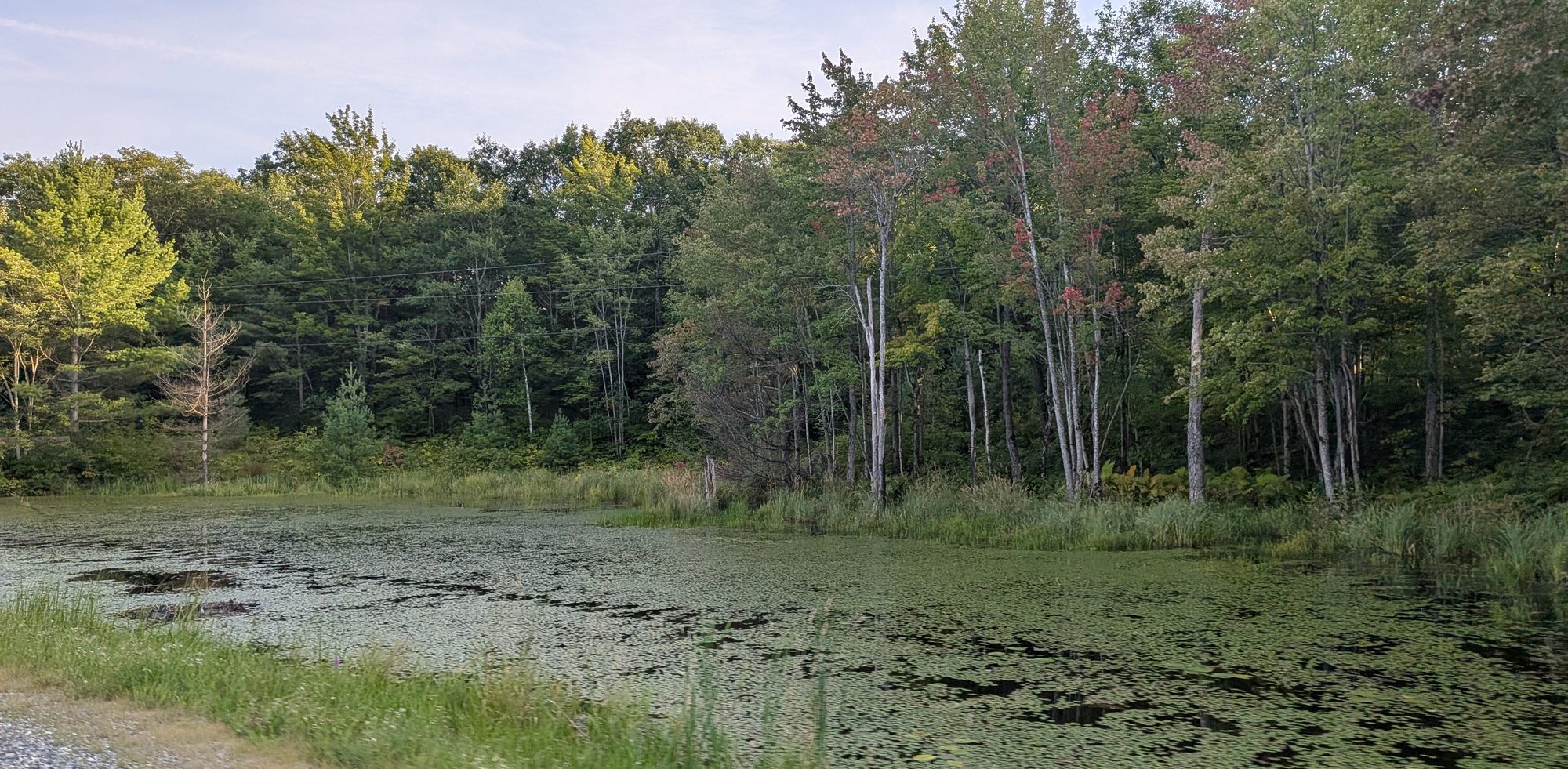 Fall colour at Frontenac on 2026-08-26