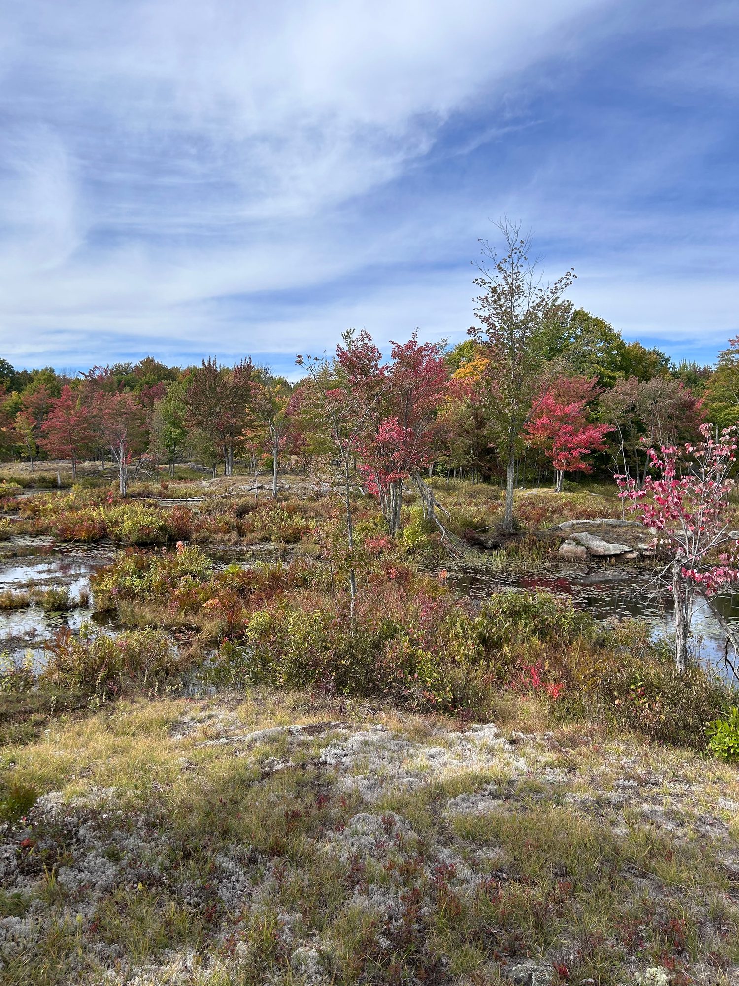 Ontario Fall Colour Forecast and Map | ontariofall.com
