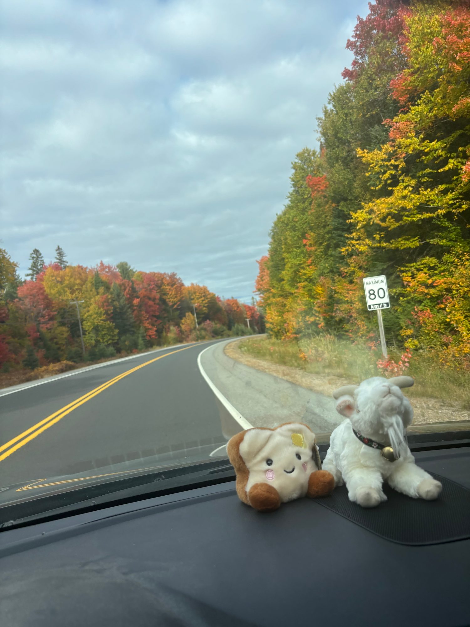Fall colour at Oxtongue River and Ragged Falls, Highlands, 21 days ago